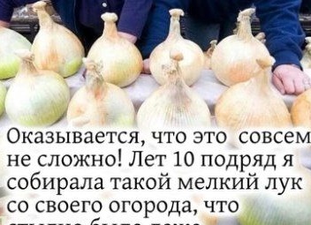 Лук от геморроя