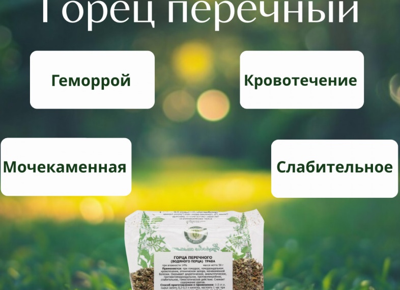 Водяной перец при геморрое