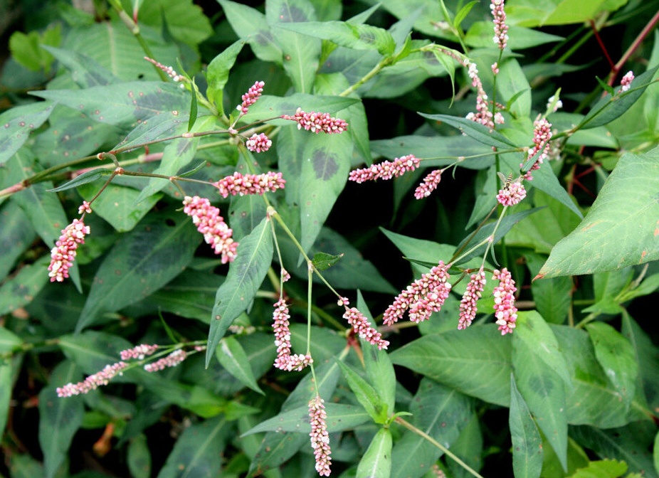 Лечение геморроя горцем почечуйным
