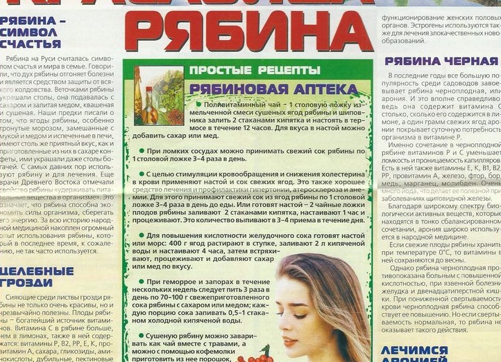 Рябина при геморрое