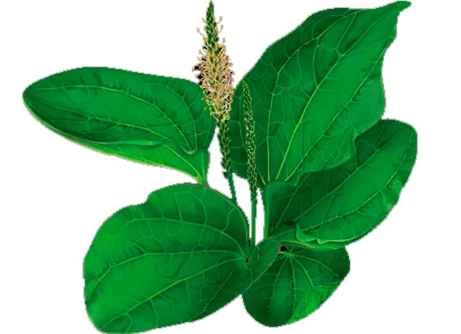 Лечение геморроя подорожником