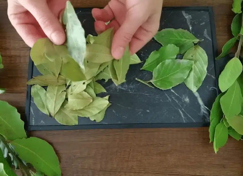 Лечение геморроя лавровым листом